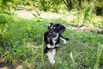 little black puppy for a walk in the park, lies in the grass on the lawn