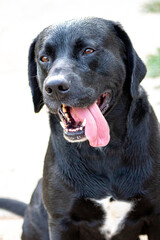 black labrador retriever