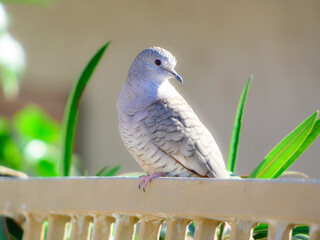 dove on a brick wall