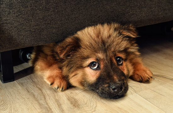 offended chow-chow puppy hid under the sofa and stuck out his face, red-haired chow chow puppy with purple tongue and black ears, cute doggie. High quality photo