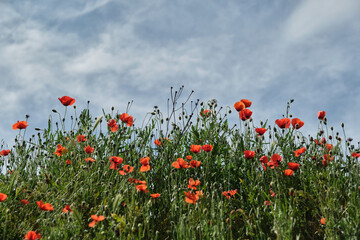 Fototapeta na wymiar red poppies in a blue sky