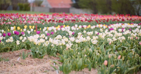 Blooming Tulips on Agriculture Field