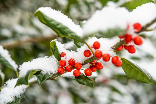 Close-up of red holly berries on branch covered with snow