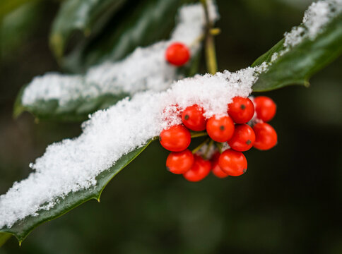 Close-up&nbsp;of red holly berries on branch covered with snow