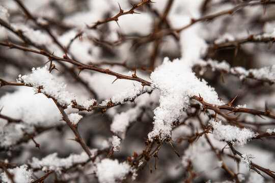 Snow covered branches with thorns