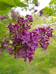 Five-petalled lilac flower. A bunch of lilacs in the spring garden.