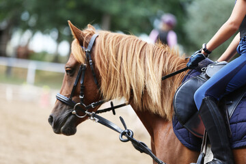 Unknown dressage rider sits on her sport horse during race