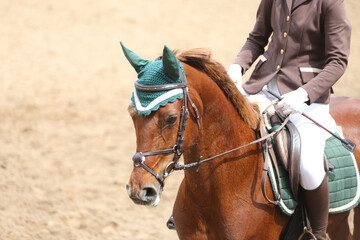 Obraz premium Unknown dressage rider sits on her sport horse during race