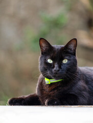 A black cat with yellow eyes lying on the  balcony. Animals defender. Animal world. Pet lover.Cat lover.