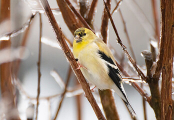 AMERICAN GOLDFINCH on tree