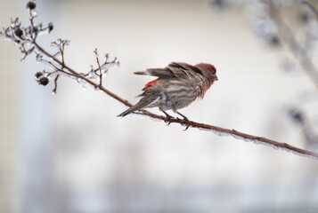 Sparrow  on branch