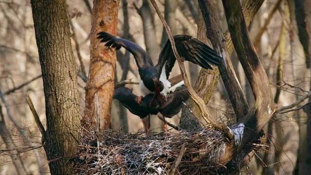 Black stork (Ciconia nigra) mating, birds making love, reproduction