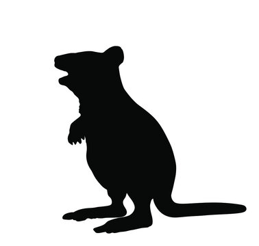 Quokka Vector Silhouette Illustration Isolated On White Background. Scrub Wallaby Silhouette Shape. 