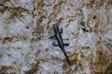 Alpensalamander (Salamandra atra) an überspültem Fels