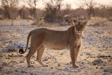 Lion in Etosha