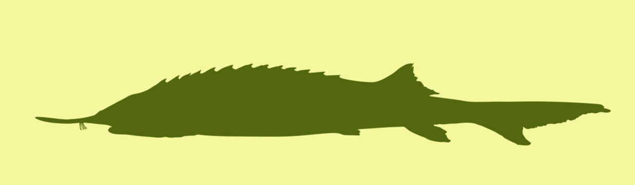recommend clip art: Sturgeon fish vector silhouette illustration isolated on white background. Luxury caviar food source. Premium meal from wildlife. Sturgeon shape symbol.