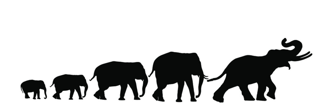 Herd of elephants walking in line vector silhouette illustration isolated on white background. Dominant alpha male elephant leads drove formation of family shape shadow. Africa safari animals. 