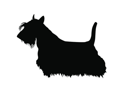 Scottish Terrier vector silhouette illustration isolated on white background. Dog shape shadow. Lovely pet. Aberdeen terrier dog silhouette.