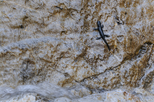 Alpensalamander (Salamandra atra) an überspültem Fels