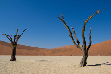 Desert valley lonely tree