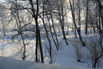 winter landscape in the forest frosty sunny weather