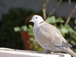 dove on a brick wall