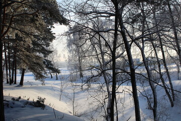 winter landscape in the forest frosty sunny weather