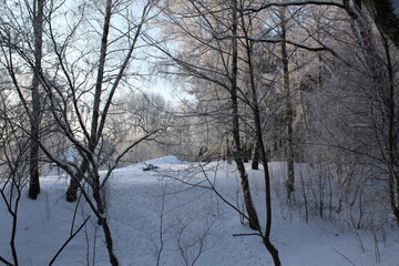 winter landscape in the forest frosty sunny weather