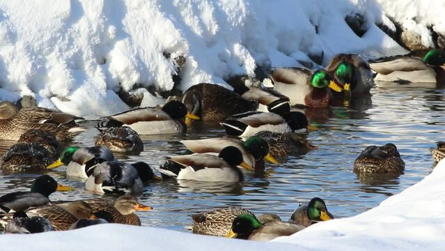canard colvert sur une rivi&egrave;re en hiver
