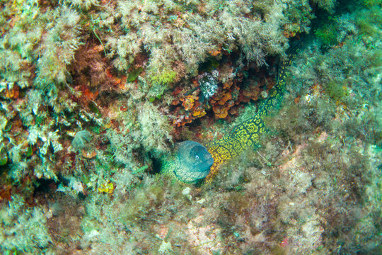 Muraena Bilder – Durchsuchen 640 Archivfotos, Vektorgrafiken und Videos ...