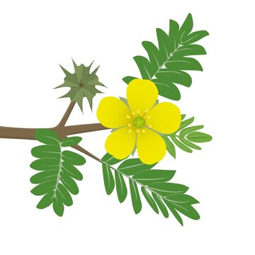 Flowers of tribulus terrestris, fetus and leaves . Medical plant. Vector illustration in cartoon style.