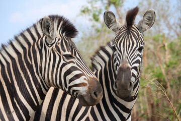 Fototapeta na wymiar Zebras in Kruger Nationalpark