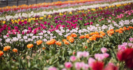 Blooming Tulips on Flowers Plantation Farm