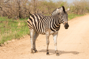 Zebra in Kruger