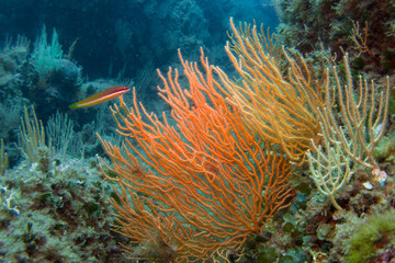 Naklejka na ściany i meble Paramuricea clavata red gorgonia of the mediterranean sea- Diving in the marine national park close to Portofino 