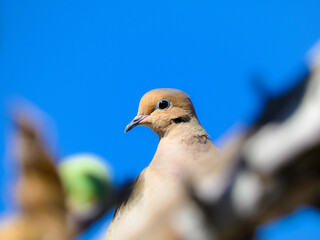 close up of a dove