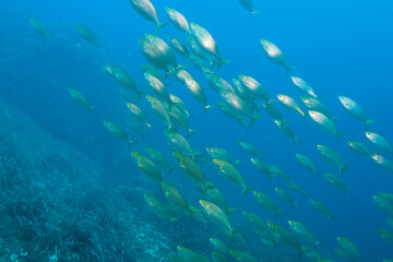 Fototapeta na wymiar Diving with fish in the mediterranean sea close to Portofino