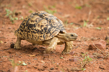 Leopard tortoise