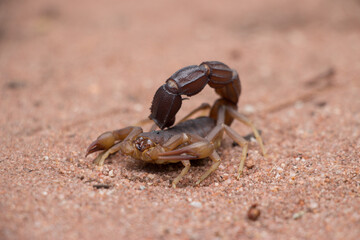 Scorpion