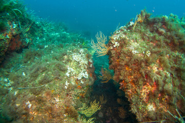 Naklejka na ściany i meble Corals of the mediterranean sea, close to portofino italy