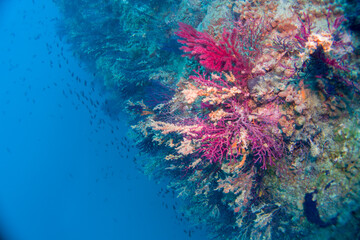 Fototapeta na wymiar Paramuricea clavata red gorgonia of the mediterranean sea- Diving in the marine national park close to Portofino 