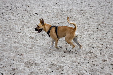 jack russell terrier