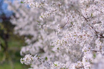 flowering plum tree in the garden. spring natural background