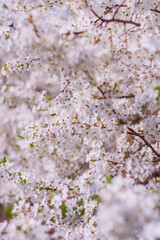 blooming plum tree in the garden. spring natural background