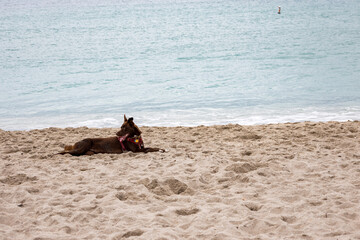 Beautiful dog on the beach