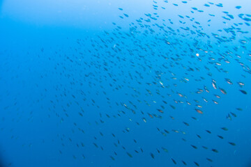 Diving with fish in the mediterranean sea close to Portofino