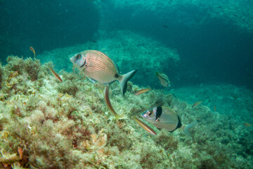 Fototapeta premium Diving with fish in the mediterranean sea close to Portofino