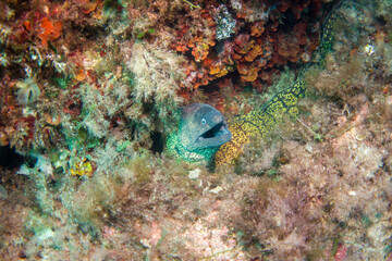 Mediterranean Moray Eel - (Muraena helena) - Diving in the mediterranean sea in the marine national...