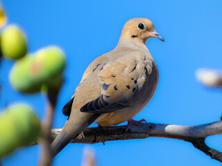 dove on branch