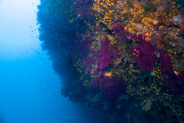 Paramuricea clavata red gorgonia of the mediterranean sea- Diving in the marine national park close to Portofino